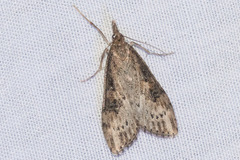 Udea itysalis