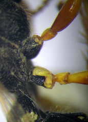 Cerceris angustirostris