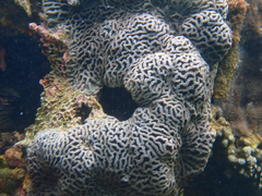 Anthozoa