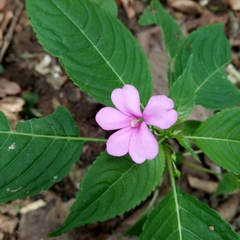 Balsaminaceae