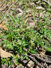 Xanthosia huegelii