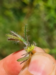 Xanthosia huegelii