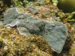 Anthozoa