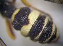 Cerceris sabulosa