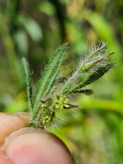 Xanthosia huegelii