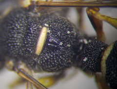 Cerceris sabulosa