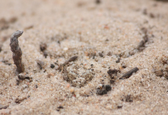 Bitis schneideri