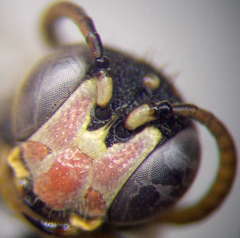 Cerceris sabulosa