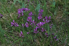 Astragalus ceratoides