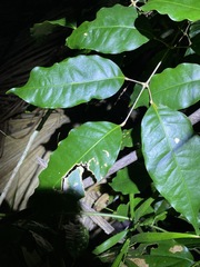 Sarcomelicope simplicifolia