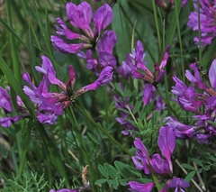 Astragalus ceratoides