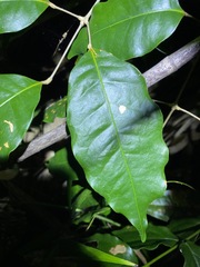 Sarcomelicope simplicifolia