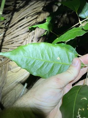 Sarcomelicope simplicifolia