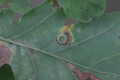 Neuroterus albipes