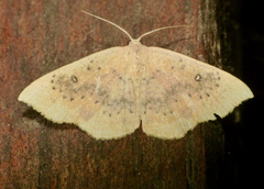 Cyclophora lennigiaria