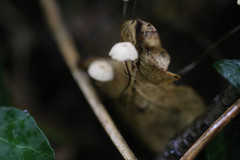 Marasmius bulliardii