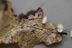 Marasmius bulliardii
