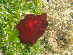 Pleurobranchus peronii