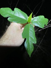 Ficus fraseri