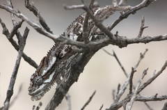 Bradypodion occidentale