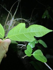 Ficus fraseri