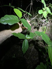 Ficus fraseri