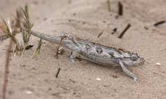 Bradypodion occidentale