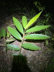 Alpinia caerulea