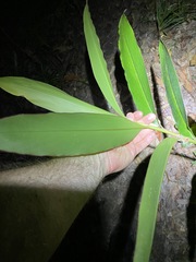 Alpinia caerulea