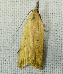 Dichomeris limosellus