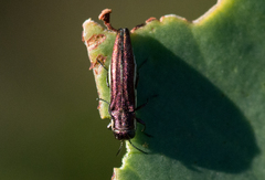 Agrilus hypoleucus