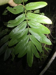 Dysoxylum
