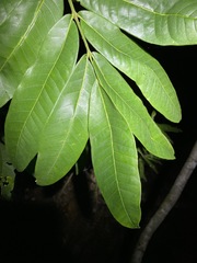 Dysoxylum
