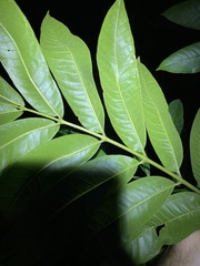 Dysoxylum