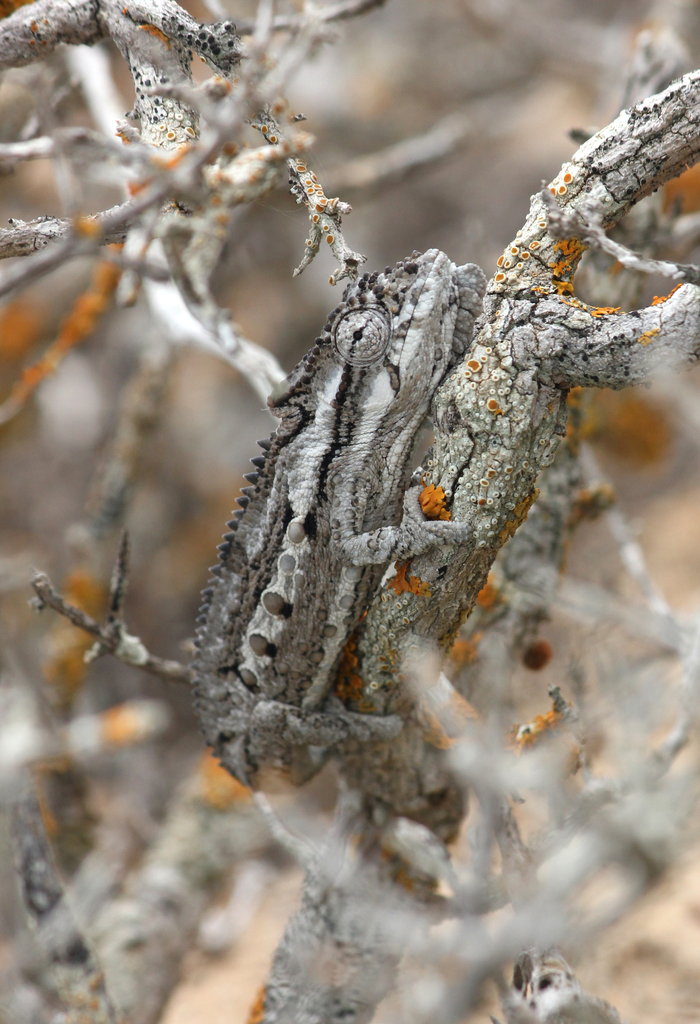 Western Dwarf Chameleon