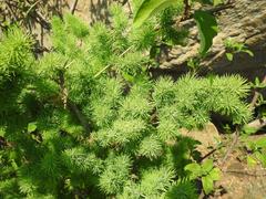 Asparagus macowanii image