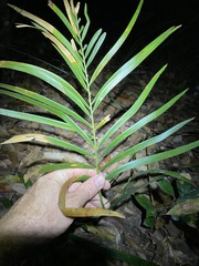 Macrozamia lucida