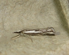 Catoptria staudingeri