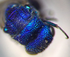 Chrysidea pumila