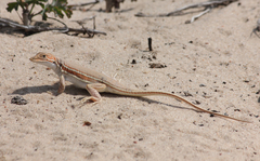 Meroles ctenodactylus