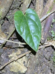 Piper hederaceum