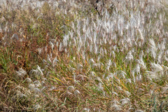 Miscanthus sacchariflorus