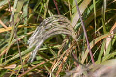 Miscanthus sacchariflorus