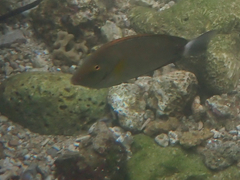 Acanthurus auranticavus