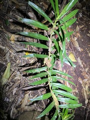 Freycinetia excelsa