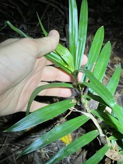 Freycinetia excelsa