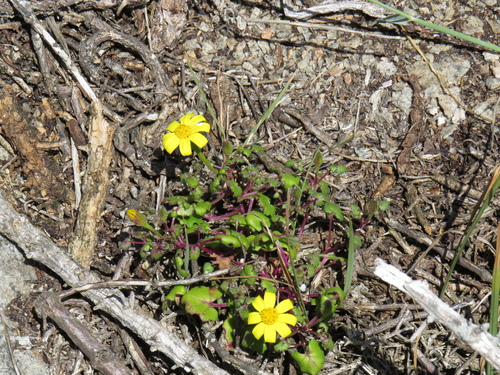 Image of Cineraria angulosa by (c) Jeremy Gilmore, some rights reserved (CC BY)