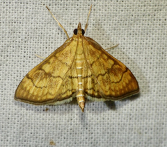 Anania verbascalis