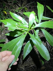 Planchonella chartacea
