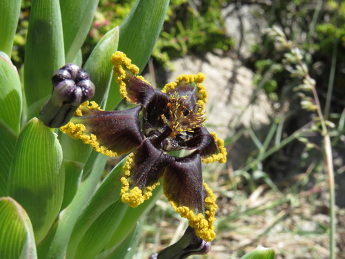 Ferraria crispa